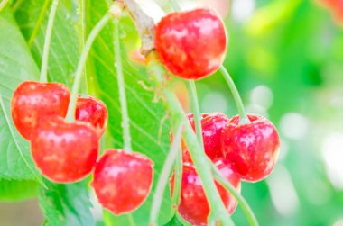 Seçici odak noktası, ağaçta su damlaları asılı kırmızı kiraz kümesi.