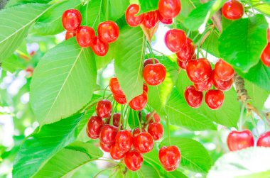 Ağaç dallarında yeşil yapraklara asılı tatlı kırmızı kiraz kümesi.