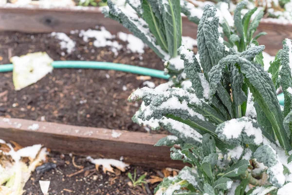 Raised bed with irrigation system and Lacinato kale cover in snow near Dallas, Texas