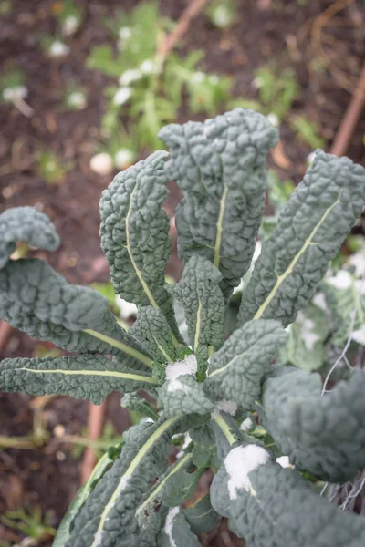 Close-up small or Dinosaur kale snow covered grown in ground near Dallas, Texas — Stok Foto