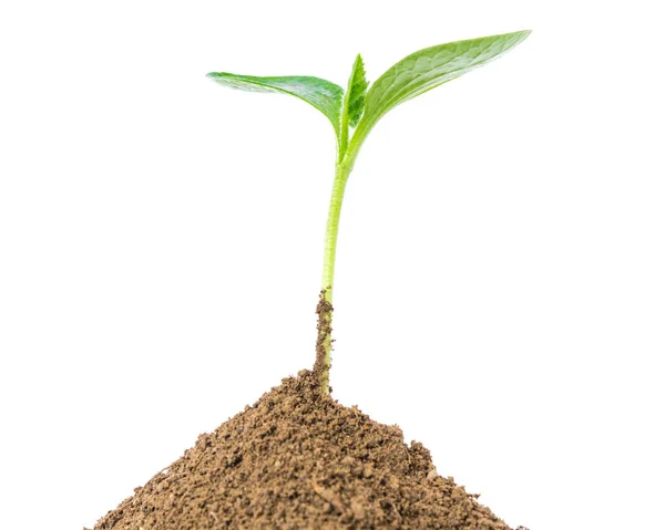 Studio shot close-up green seedling growing on pile of organic soil isolated on white — ストック写真