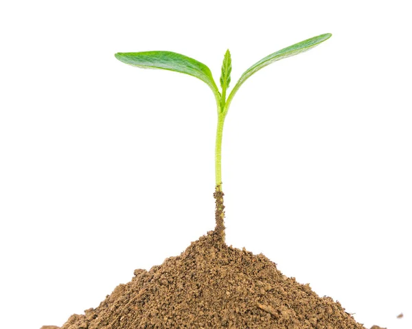 Studio shot close-up green seedling growing on pile of organic soil isolated on white — 스톡 사진