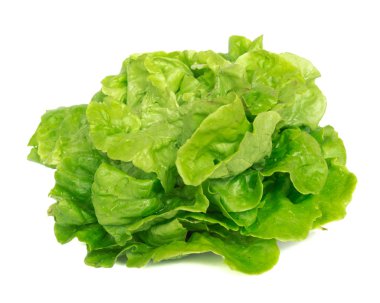 Stüdyo, parlak yeşil Tom Thumb marulu beyaza izole etti.