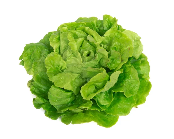 Studio shot bright green Tom Thumb lettuce isolated on white — 스톡 사진