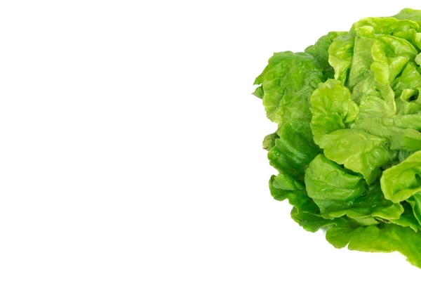 Studio shot close-up bright green Tom Thumb lettuce isolated on white — стокове фото
