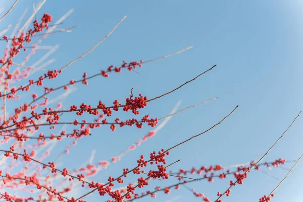 Densa de Texas Winterberry Ilex Decidua frutos rojos en ramas de árboles en el soleado día de invierno — Foto de Stock