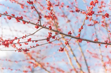 Close-up branch of Ilex Decidua Winterberry red fruits on dormant tree near Dallas, Texas