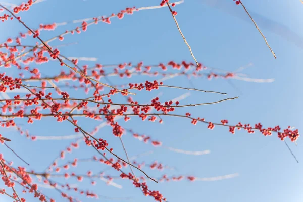 Densa de Texas Winterberry Ilex Decidua frutos rojos en ramas de árboles en el soleado día de invierno — Foto de Stock