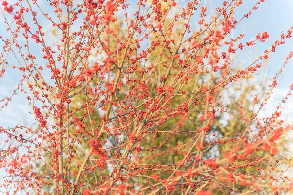 Вибіркове фокусування взимку Ilex Decidua дерево повне червоних фруктів поблизу Далласа, штат Техас. — стокове фото