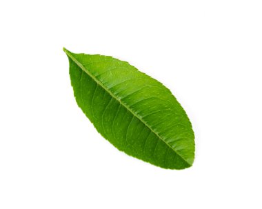 Stüdyo, beyaza izole edilmiş yeşil Asya kireç yaprağı çekti.