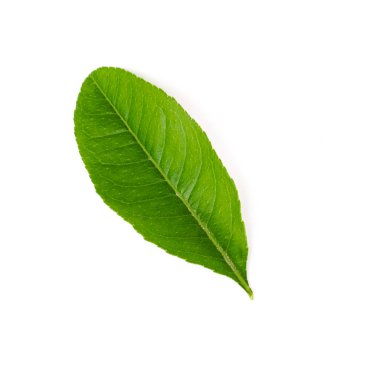 Stüdyo, beyaza izole edilmiş yeşil Asya kireç yaprağı çekti.