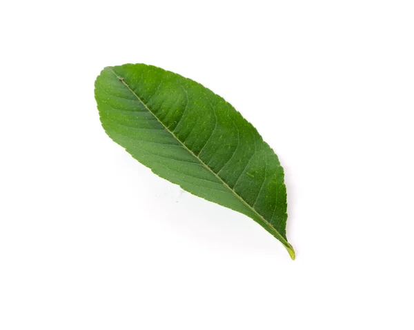 Studio sköt unga gröna asiatiska lime blad isolerad på vit — Stockfoto