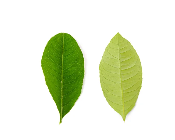 Studio tourné deux feuilles asiatiques vertes isolées sur blanc — Photo