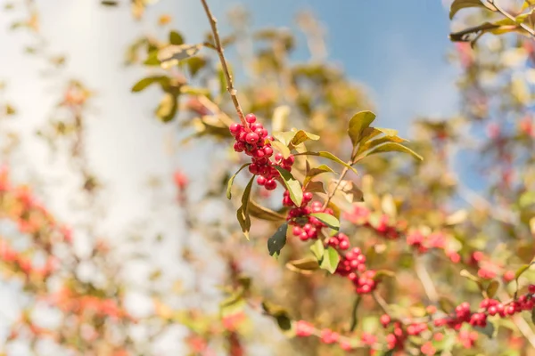 美しいテキサスウィンターベリー｜Ilex晴れた秋の日に木の枝に赤い果実 — ストック写真