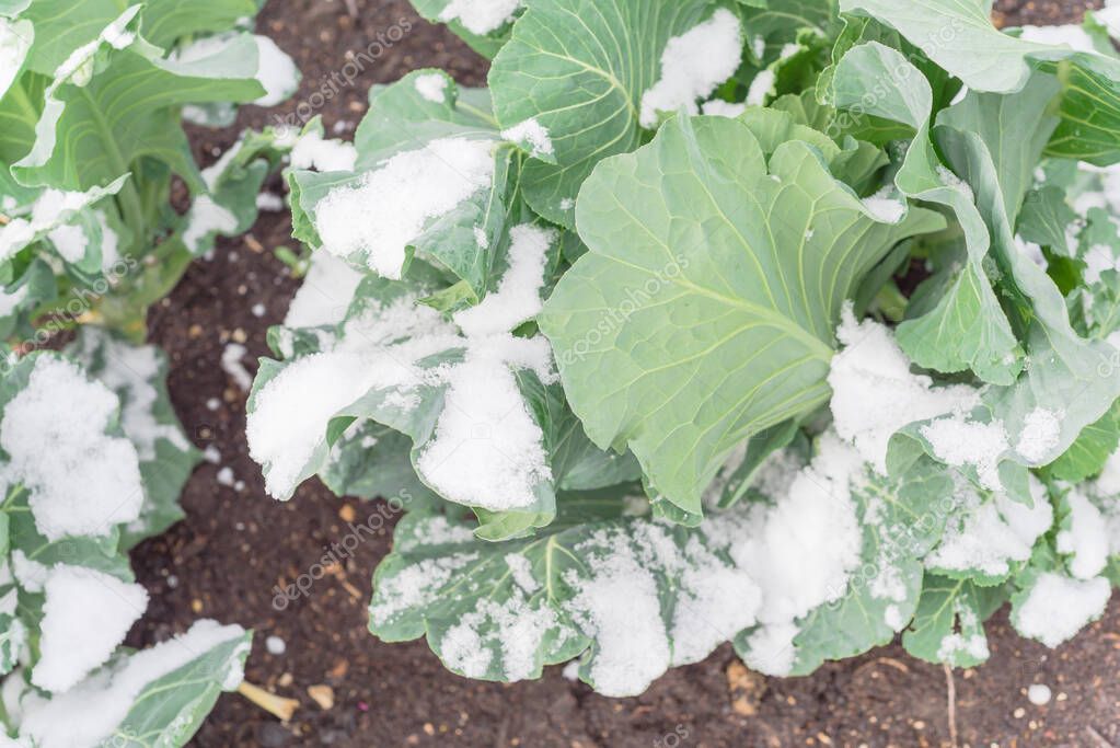 Healthy broccoli plant covered by snow in raised bed garden near Dallas, Texas