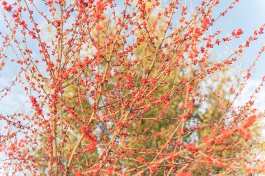Selective focus winterberry Ilex Decidua tree full of red fruits near Dallas, Texas