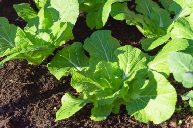 Young and healthy organic Chinese cabbage cold crop growing at home garden