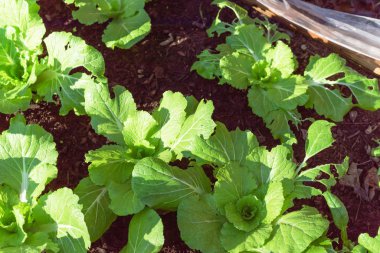 Organic Chinese cabbage cool crop growing at home garden with cold frame support