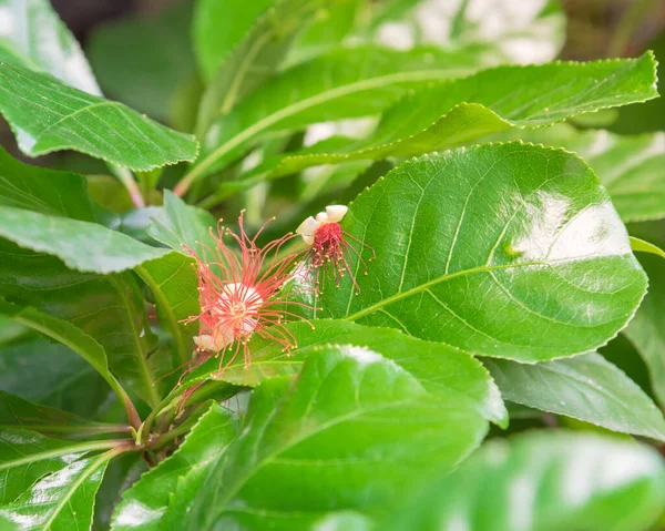 Blooming Indian Oak or mango pine flower blossom on tree branch in Hanoi, Vietnam — Stock Photo, Image