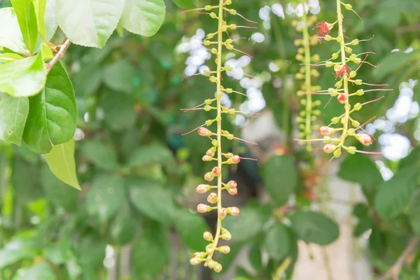 Indian Oak lange slinger raceme knoppen helder rood meeldraden bloeien op boom tak bokeh achtergrond — Stockfoto