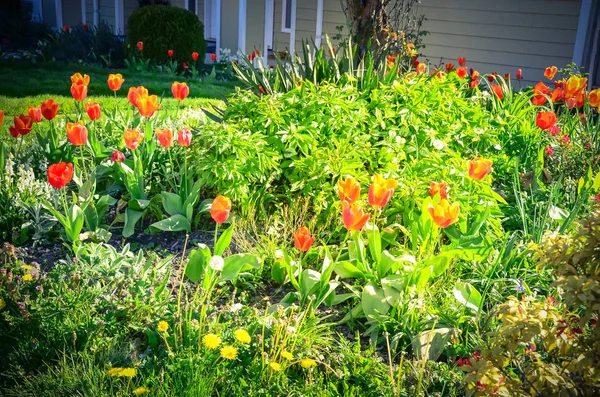 Blossom red tulip and dandelion at front yard flower beds of suburban house in Vancouver BC — Stock Photo, Image