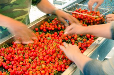 Blurry farmer hands sorting and processing red cherries manually on conveyor belt in Washington, USA