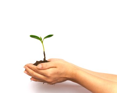 Studio shot seedling green sprout in Asian woman hand isolated on white
