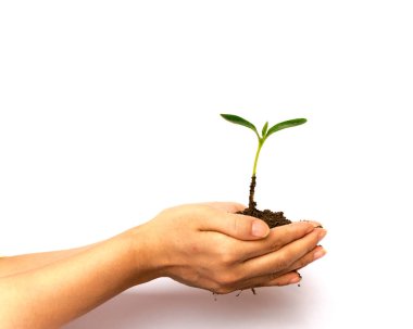 Studio shot seedling green sprout in Asian woman hand isolated on white