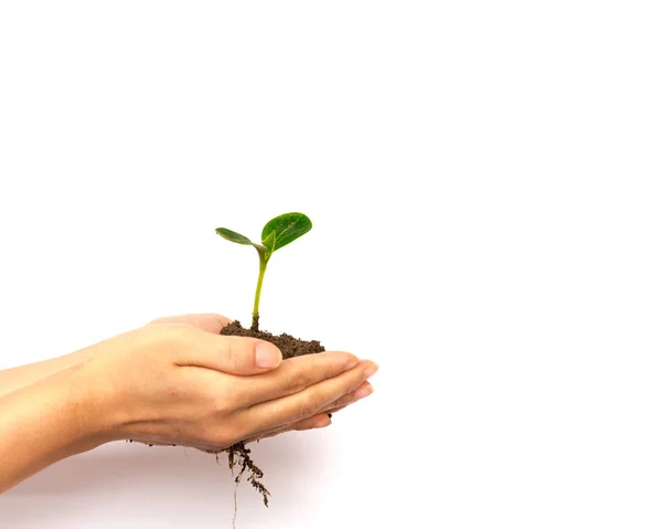 Jeune semis de plante avec un système racinaire sain tenir dans les mains isolées sur blanc — Photo