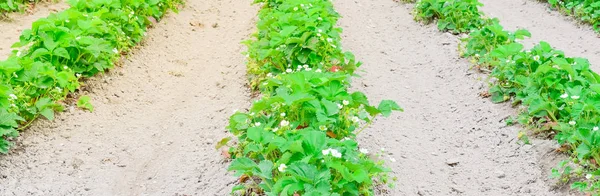 Blooming flowers and unripe fruits on strawberries bush at organic farm in Washington, US