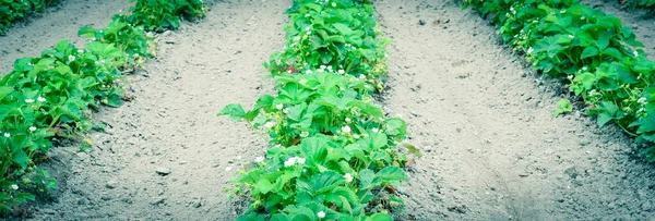 Blooming flowers and unripe fruits on strawberries bush at organic farm in Washington, US