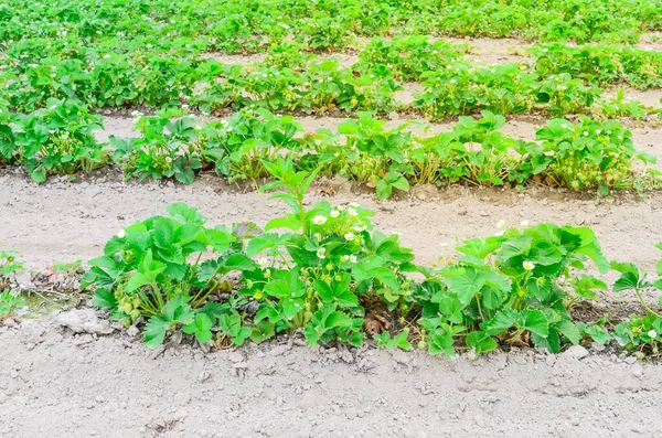 Aardbeienkwekerij met rij gezonde planten bloeiende bloem en vruchten — Stockfoto
