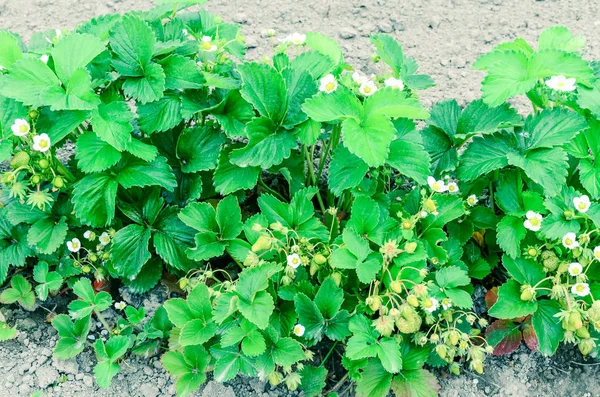 Panoramic row of strawberries plants with blossom flowers lead to horizontal in Washington, US — Stock Photo, Image