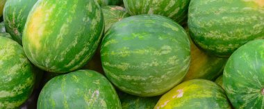 Amerika 'daki çiftçi pazarında panoramik arka plan dolusu çiğ karpuz.