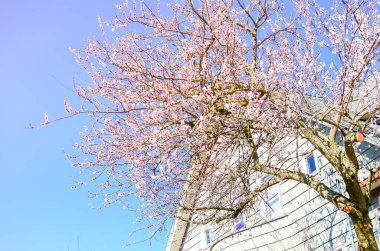 Seattle, Washington, Usa 'da tek kişilik aile evinin yakınındaki kiraz ağacı.