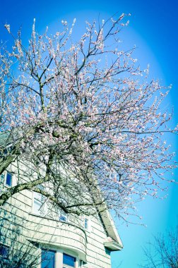 Seattle, Washington, Usa 'da tek kişilik aile evinin yakınındaki kiraz ağacı.