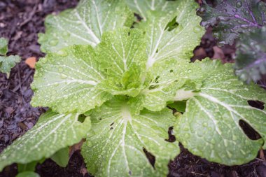 Yağmurlu bir günde yükseltilmiş yatak bahçesinde Çin lahanası ve kırmızı Rus lahanası
