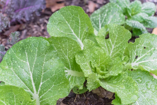 Cina kubis dengan tetes air pada daun hijau di kebun mengangkat tempat tidur — Stok Foto