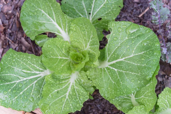 Chinese cabbage and red Russian kale in raised bed garden on rainy day — Stock Photo, Image
