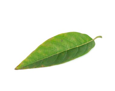 Yeşil tropik elma kreması ya da beyaz üzerine izole edilmiş şeker yaprağı.