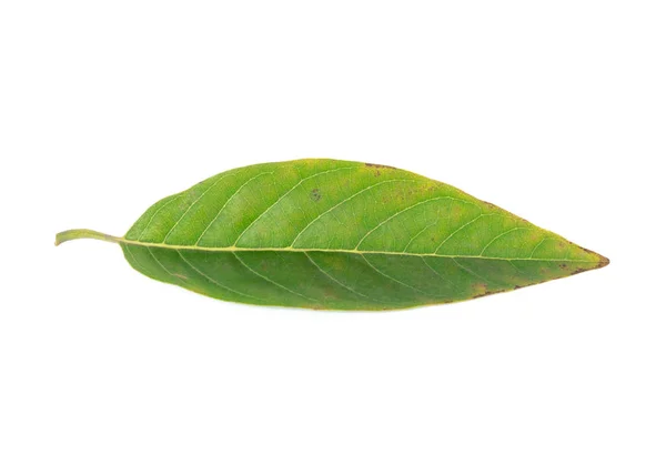 Fehér alapon izolált zöld trópusi gyümölcslé vagy édesgyökér levél — Stock Fotó