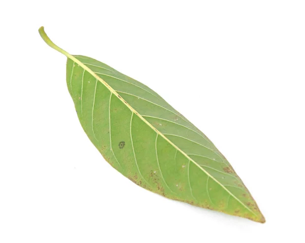 Green tropical custard apple or sweetsop leaf isolated on white — Stock Photo, Image