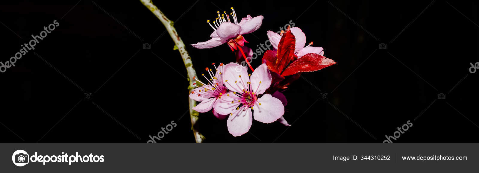 Art Cherry Blossom Black Background - Go Images Depot