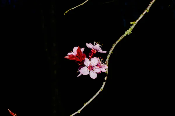 Cherry blossom isolated on natural black background fine art photo — Stock Photo, Image