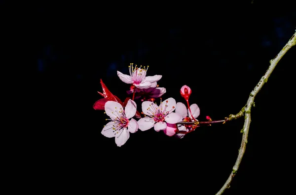 Cherry blossom isolated on natural black background fine art photo — Stock Photo, Image