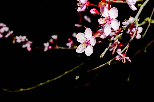 Fleur de cerisier isolé sur fond noir naturel photo d'art — Photo