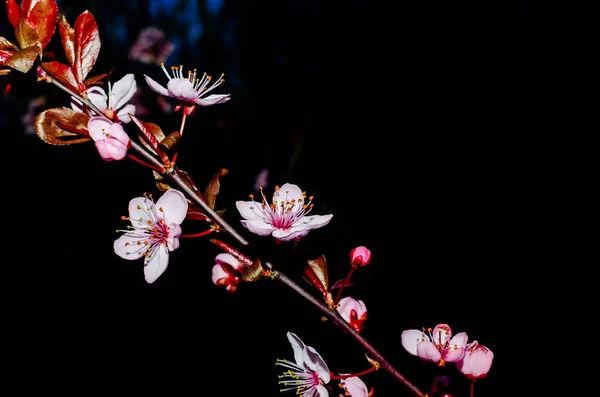 Цвіт вишні ізольований на природному чорному тлі тонке художнє фото — стокове фото