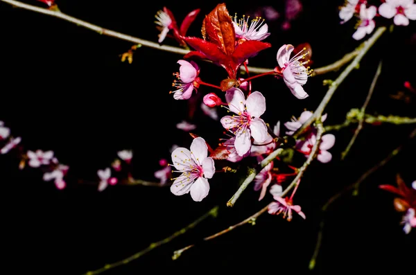 Cherry blossom isolated on natural black background fine art photo