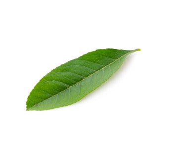 Stüdyo, beyaza izole edilmiş yeşil Asya kireç yaprağı çekti.