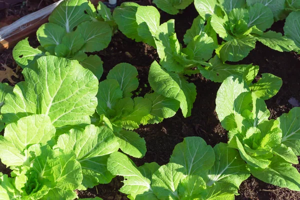 Young and healthy organic Chinese cabbage cold crop growing at home garden